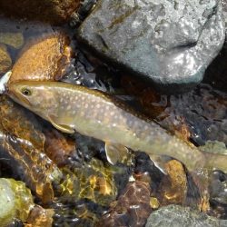 九頭竜川水系でイワナ釣り